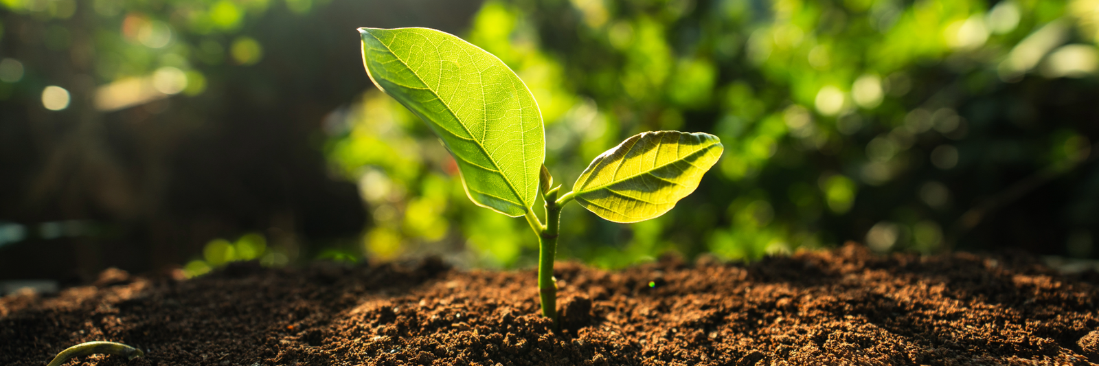 How to Celebrate Earth Day, Every Day