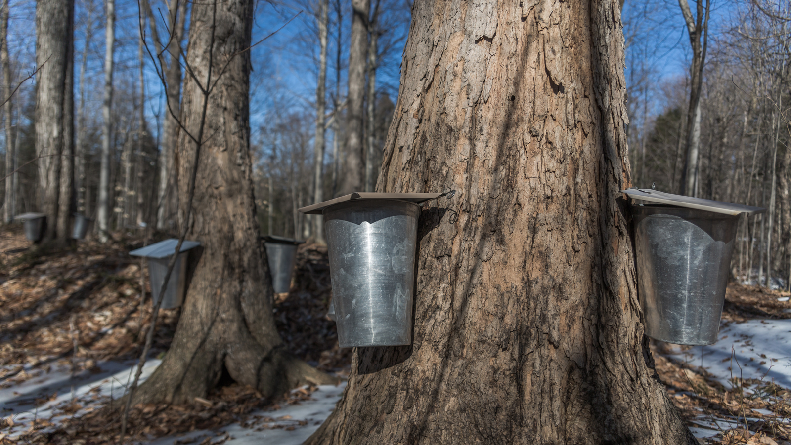Maple sap water being extracted from trees with silver buckets