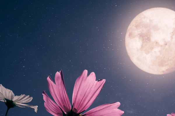 The Pink Moon Skin-fulness Practice
