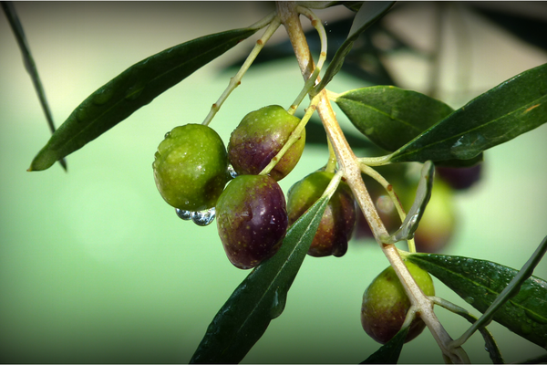 Ingredient Highlight: Squalane Oil