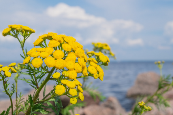 Ingredient Highlight: Blue Tansy